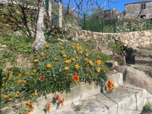 Um jardim no exterior de Quintinha de Pinouco