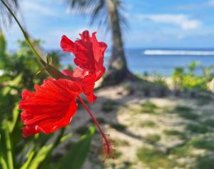 a red flower with a palm tree in the background at Bamboo Surf Beach in San Isidro