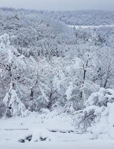 eine Gruppe von schneebedeckten Bäumen in der Unterkunft Bordeneuve Chalet de Gaïa in Sonnac-sur-lʼHers