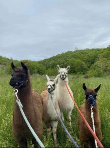 three llamas are tied up in a field at Bordeneuve Chalet de Gaïa in Sonnac-sur-lʼHers