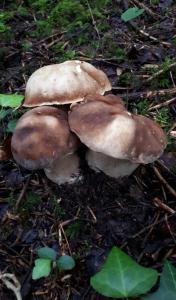 a group of three mushrooms on the ground at Bordeneuve Chalet de Gaïa in Sonnac-sur-lʼHers