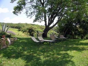 eine Gruppe von Stühlen im Gras unter einem Baum in der Unterkunft Pleasant holiday home in Seggiano with private terrace in Seggiano