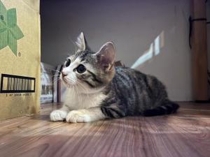 Ospiti di HeMei Homestay con animali domestici