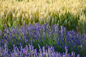 a field of purple flowers and tall grass at Oreg Parokia Guesthause in Meggyeskovácsi