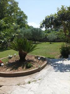 a garden with a palm tree in a park at Exohi apartments in Vrasná