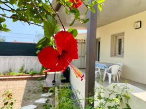 Zahrada ubytování VIVIHOLIDAY