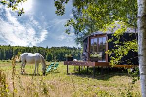 Zvířata v luxury tent nebo okolí