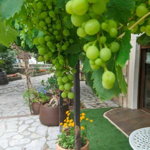 un montón de uvas verdes colgando de un árbol en Casa Rural Bilbao Caserio Gondra Alquiler Habitaciones en Mungia