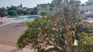 una planta con flores rosas junto a una piscina en Nissi 3 Pool View Apartment en Ayia Napa
