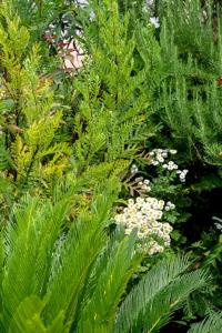 un jardín con plantas verdes y flores blancas en Garden apartment, en Vela Luka
