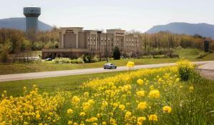a car driving down a road with a field of yellow flowers at Hampton Inn and Suites Woodstock, Virginia in Woodstock