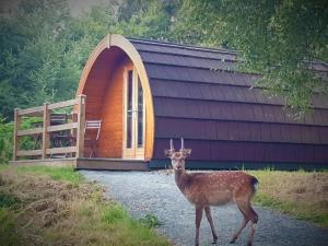 拉腊Glendalough Glamping - Adults Only的一只鹿站在小屋前 更多8张照片