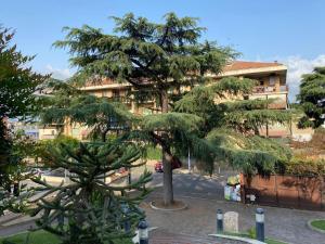 un grand pin devant un bâtiment dans l'établissement Polly Garden, à Rome