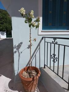 a plant in a pot on the steps of a house at Studio Bella in Ancient Epidauros