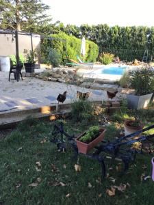 un jardin avec un chat noir assis dans l'herbe dans l'établissement Partie de mas en campagne, à Cavaillon