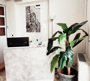 a plant in a pot sitting next to a desk at Balabuska Rooms in Codevigo