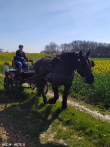een man die op een paardenkoets rijdt bij Véritable roulotte hippomobile "LA BAILLEUL" in Mentheville