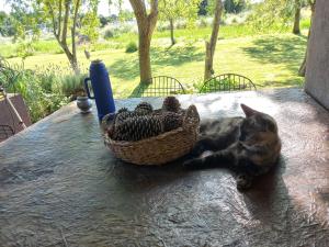 a cat laying on a table next to a basket at Casas Piedra del Sol in Costa del Este