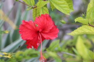 Amanda's Place Yellow Studio - Pool and Tropical garden外面的花园