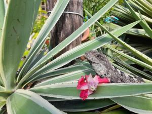 Amanda's Place Yellow Studio - Pool and Tropical garden外面的花园