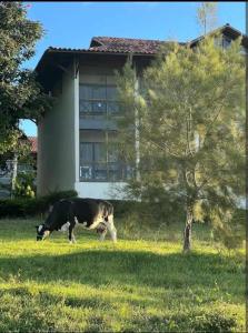 a cow grazing in the grass in front of a house at Flat Fazenda Monte Castelo Gravatá in Gravatá