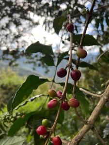 un montón de frutas en una rama de árbol en Refugio de Mery Lucmabamba en Sahuayacu