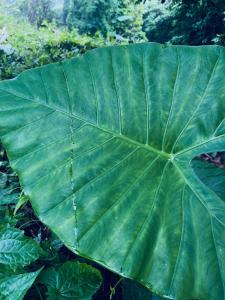 a large green leaf on top of a plant at บ้านหิ่งห้อยผาหมี Baanhinghoi phamee in Mae Sai