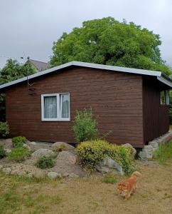 a brown house with a cat standing in front of it at SŁONECZNIK domki letniskowe Charbrowo-Łeba in Charbrowo