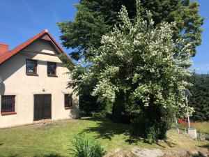 a tree with white flowers in front of a house at Dom w Rzeczce Góry Sowie in Rzeczka +13 photos
