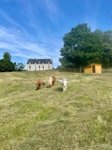 zwei Kühe und ein Hund auf einem Feld mit einem Haus in der Unterkunft Château de Vaux 