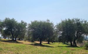uma fileira de árvores num campo com relva verde em Gli ulivi di Siena em Siena