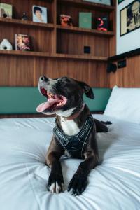 a brown and white dog laying on a bed at JOST Hôtel Bordeaux Centre Gare Saint Jean in Bordeaux