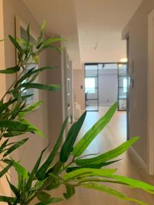 a green plant in a room with a hallway at Espectacular loft lleno de luz y espacio! in Zaragoza