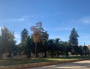 une rangée de palmiers sur le côté d'une route dans l'établissement Espectacular loft lleno de luz y espacio!, à Saragosse