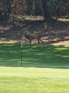 un ciervo parado en un putting green cerca de un campo de golf en la Hugatine Lacanau, en Lacanau