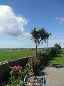 a palm tree in a garden next to a sidewalk at Atlantic View House in Doolin