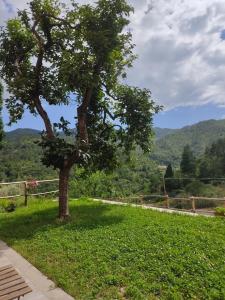 un albero nell'erba con vista sulle montagne di Agriturismo Torsivì a Castiglione Chiavarese