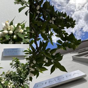 due foto di un albero con dei fiori bianchi sopra di DIMORA1934 Relax&Comfort a Tirano