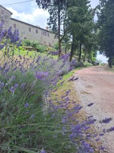 a field of purple flowers next to a dirt road at ABBAZIA DI VALLINGEGNO in Gubbio