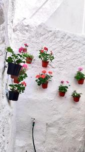 a group of potted plants hanging on a wall at La Casa de los Tiles in Vélez Blanco