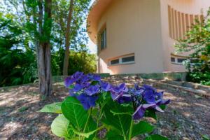 a plant with purple flowers in front of a building at B&B Villa Zola in Capoterra