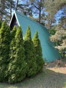 a group of pine trees in front of a building at Leśny domek in Koronowo