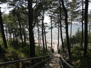 a path leading down to the beach through trees at Poilsis Giruliuose in Klaipėda +22 photos