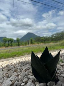 a green plant sitting on the side of a road at La Casa de Detours Costa Rica in Fortuna