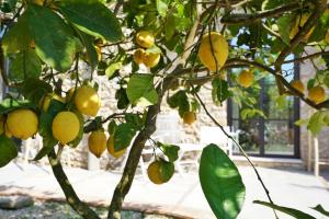 a tree with yellow fruits hanging from it at Villa Pasquale Capri in Capri