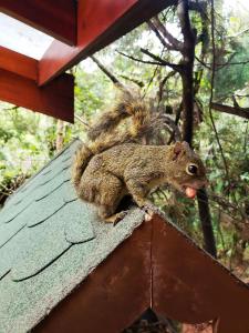 a squirrel sitting on top of a roof at Mansão Austríaca Guesthouse in Campos do Jordão