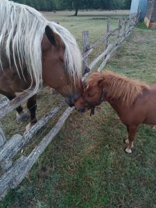 a horse and a pony standing next to a fence at sasu eco nature in Vendays-Montalivet