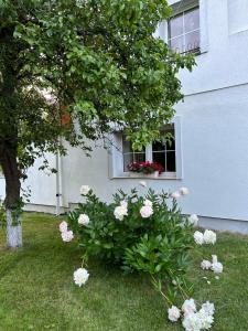 Vonkajšia záhrada v ubytovaní Apartamenty Stokrotka