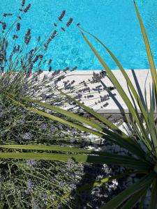 a view of a resort from behind a plant at Apartments and Rooms Mateša in Vodice