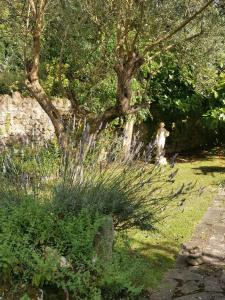 a garden with a tree and some grass at Casa Rural Erre Q Erre in Oreña